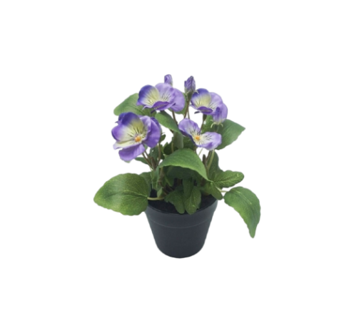 Potted Pansy (19cm)