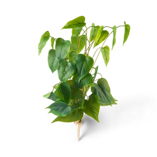 Calla Lily Leaves (H61cm)