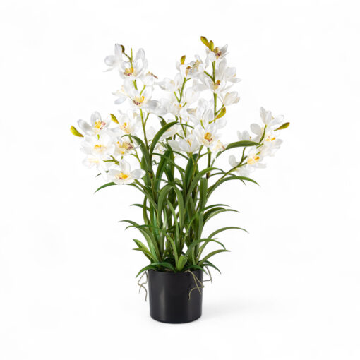 Potted Cymbidium (H90cm)