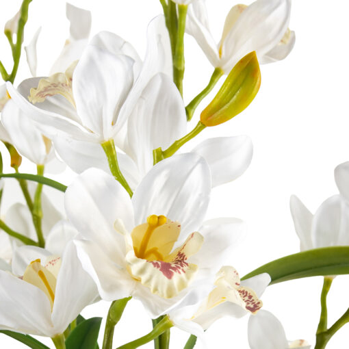 Potted Cymbidium (H90cm) - Image 2