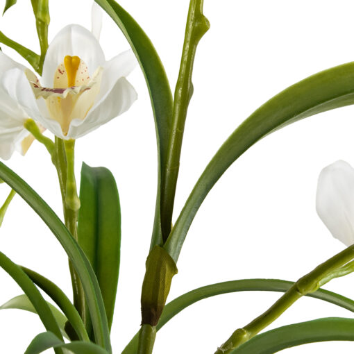 Potted Cymbidium (H90cm) - Image 3