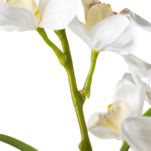 Potted Cymbidium (H90cm) - Image 4