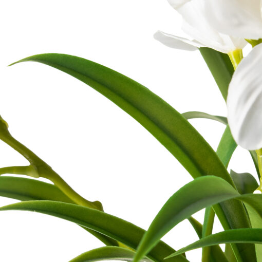 Potted Cymbidium (H90cm) - Image 6