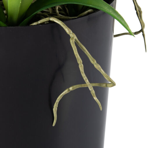 Potted Cymbidium (H90cm) - Image 7