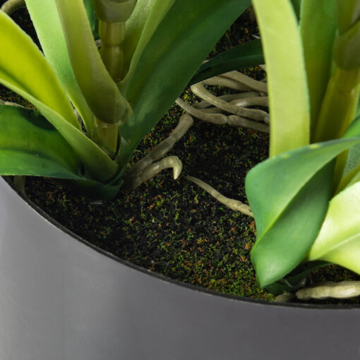 Potted Cymbidium (H90cm) - Image 8