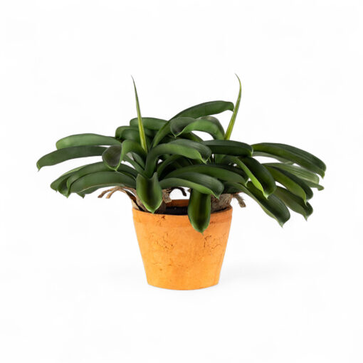 Potted Ananas (H43cm)