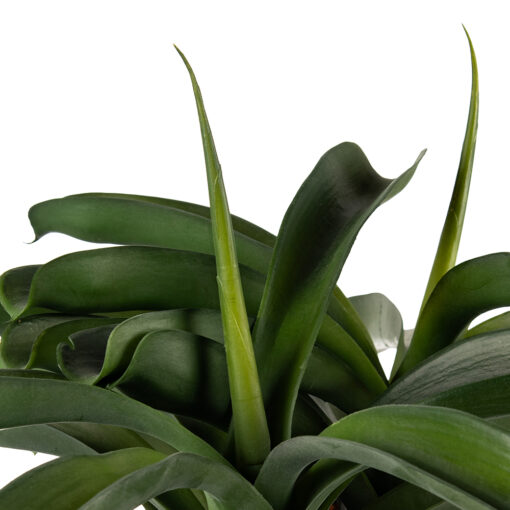Potted Ananas (H43cm) - Image 2