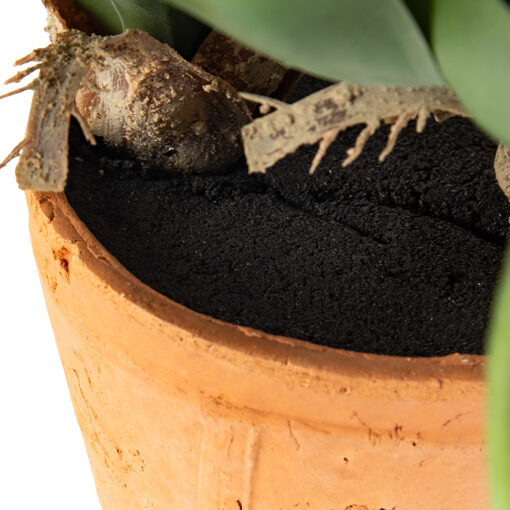 Potted Ananas (H43cm) - Image 6
