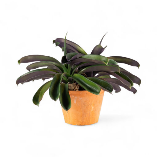 Potted Ananas (H43cm) - Image 7