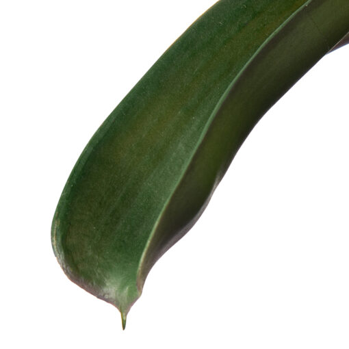 Potted Ananas (H43cm) - Image 9