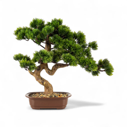 Potted Greeting Pine (H42cm) - Image 2