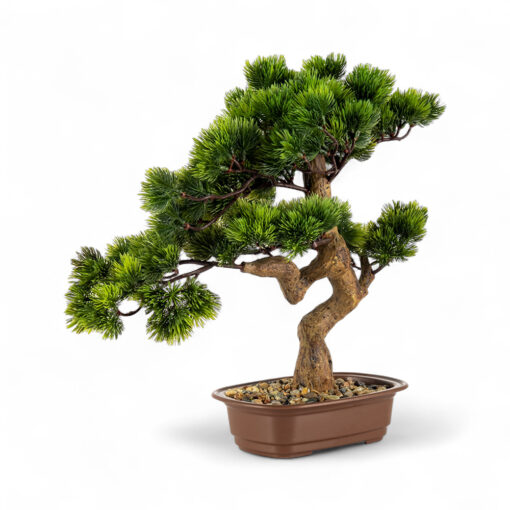 Potted Greeting Pine (H42cm)