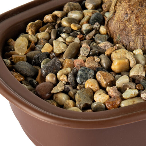 Potted Greeting Pine (H42cm) - Image 5