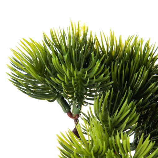 Potted Greeting Pine (H42cm) - Image 3