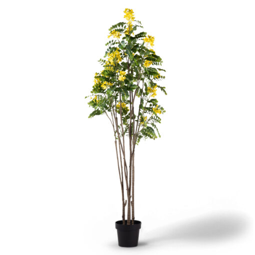 Potted Sunshine Tree (H180cm)