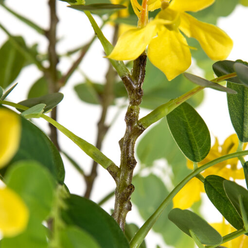 Potted Sunshine Tree (H180cm) - Image 2