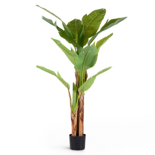Potted Banana Tree (H150cm)