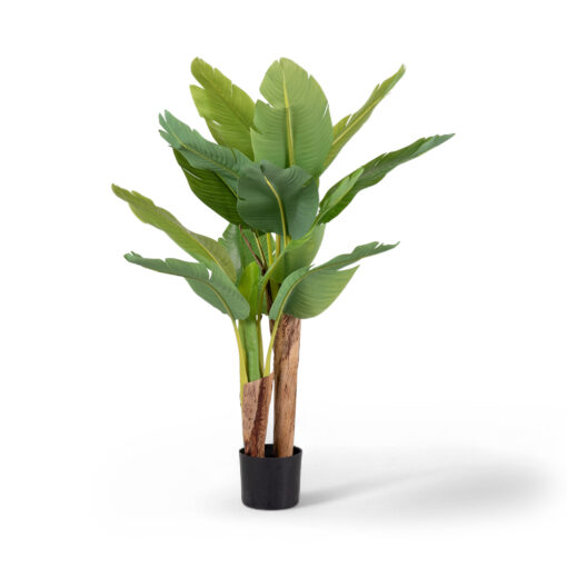 Potted Banana Tree (H120cm)
