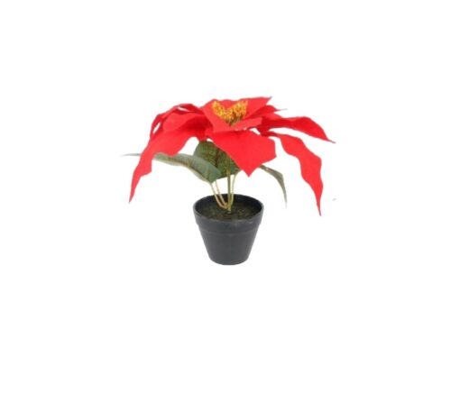 Potted Poinsettia (21cm)