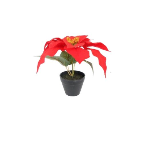 Potted Poinsettia (21cm)