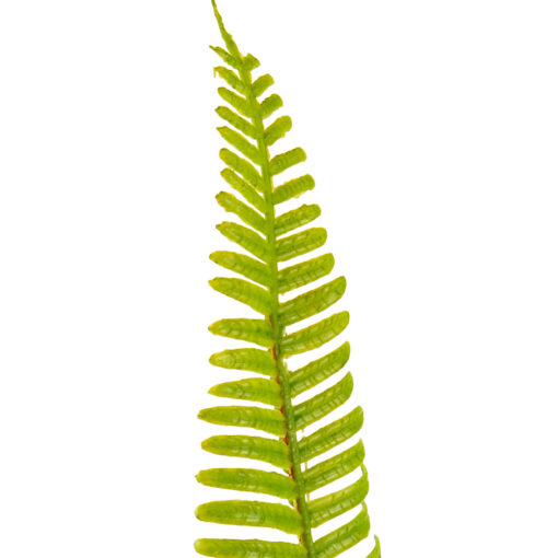 Potted Fern with Iron Frame (H33cm) - Image 4