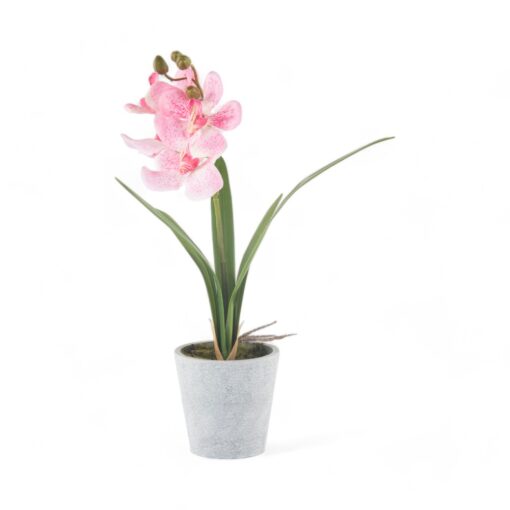 Potted Vanda (H40cm)