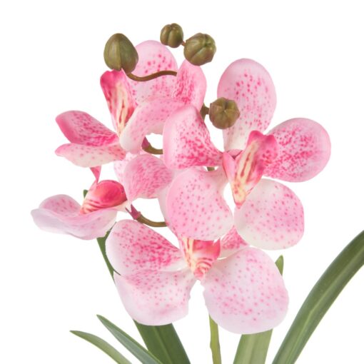 Potted Vanda (H40cm) - Image 2