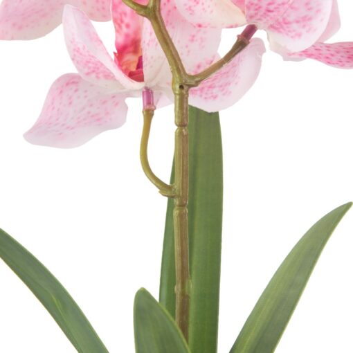 Potted Vanda (H40cm) - Image 4