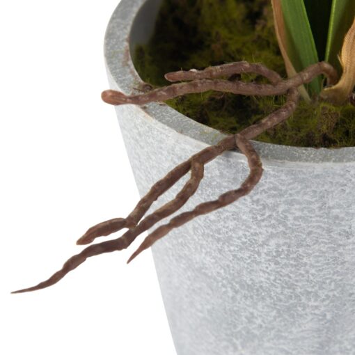 Potted Vanda (H40cm) - Image 5