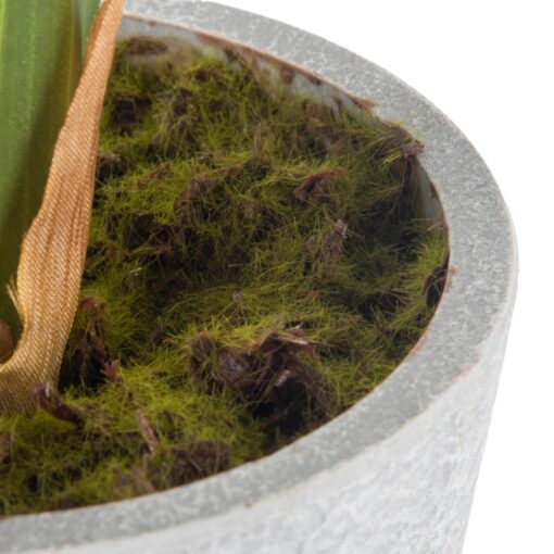 Potted Vanda (H40cm) - Image 6
