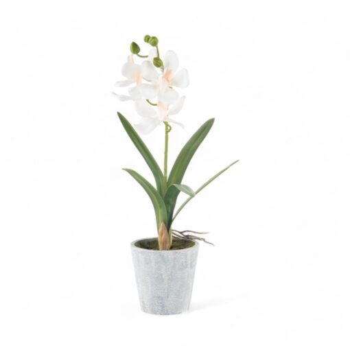 Potted Vanda (H40cm) - Image 8