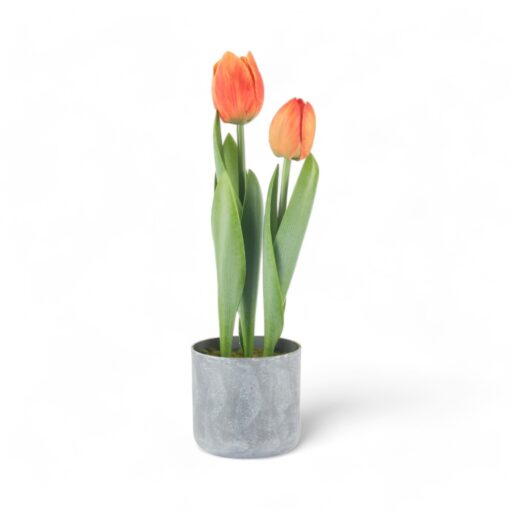 Potted Tulip (H40cm)