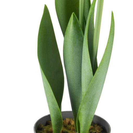 Potted Tulip (H40cm) - Image 3