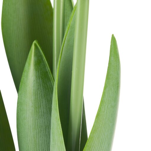 Potted Tulip (H40cm) - Image 5