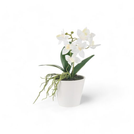 Potted Orchid (H20cm)