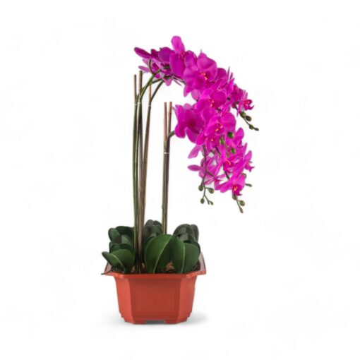 Potted Orchid (H76cm) - Image 8