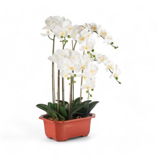 Potted Orchid (H76cm)