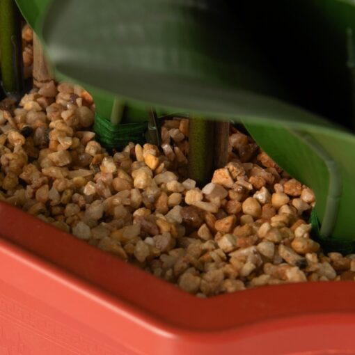Potted Orchid (H76cm) - Image 13