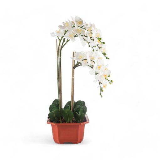 Potted Orchid (H76cm) - Image 3