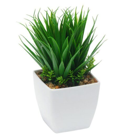 Nohoe Potted Plant (20cm)