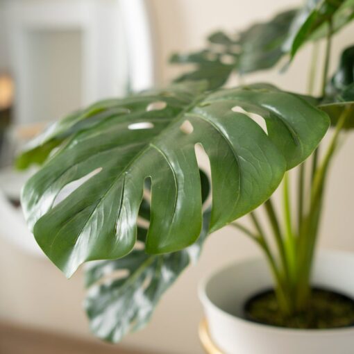 Kak Ngah Potted Monstera (60cm, 105cm) - Image 3