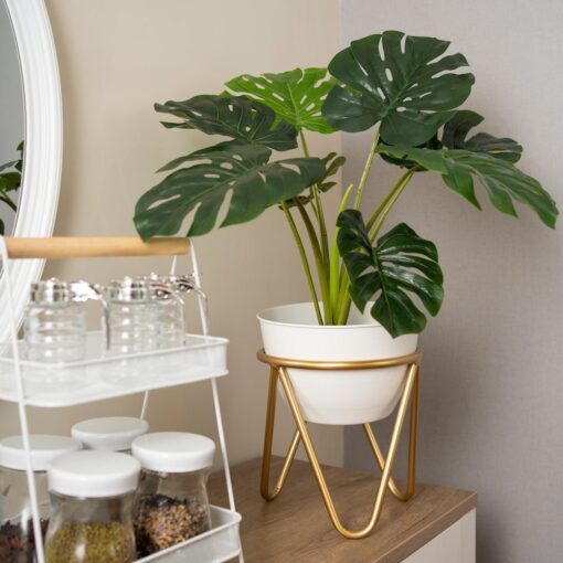 Kak Ngah Potted Monstera (60cm, 105cm) - Image 2