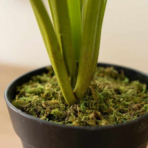 Kak Ngah Potted Monstera (60cm, 105cm) - Image 4