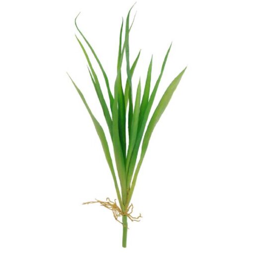 Spider Bush (36cm)