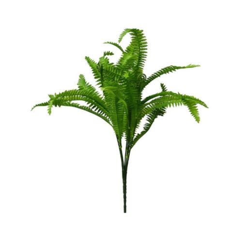 Boston Fern Bush (42cm)
