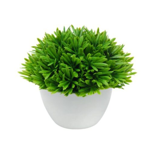 Amalia Potted Plant (16cm)