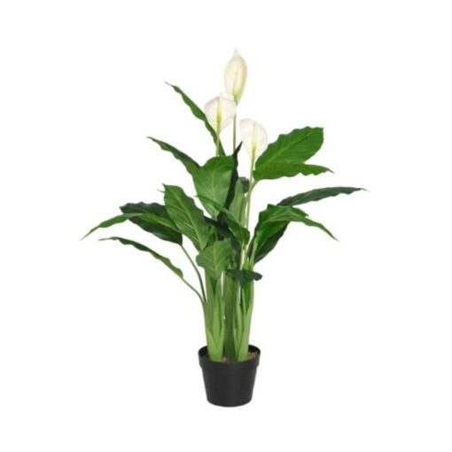 Denise Potted Spathiphyllum (96cm, 128cm)