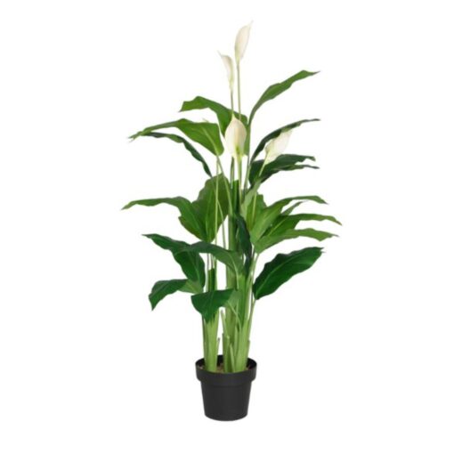 Denise Potted Spathiphyllum (96cm, 128cm) - Image 2