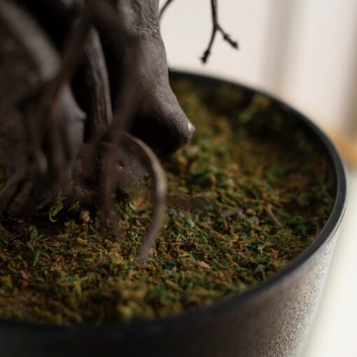 Miya Podocarpus Bonsai (85cm) - Image 3