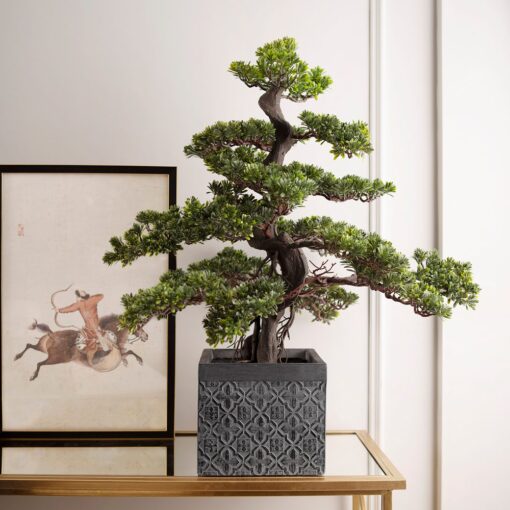 Miya Podocarpus Bonsai (85cm) - Image 5